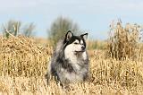 CHIEN FINNOIS DE LAPONIE 227